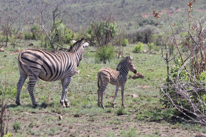 pilanesberg national park safari pilanesberg national park safari