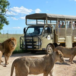 lion & safari park