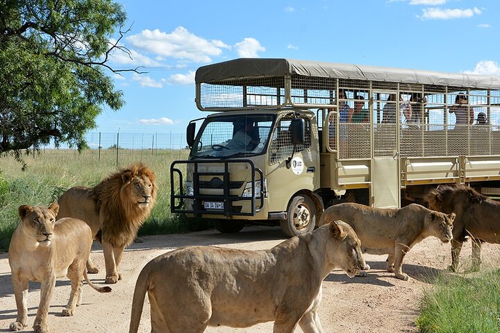 lion & safari park lion & safari park