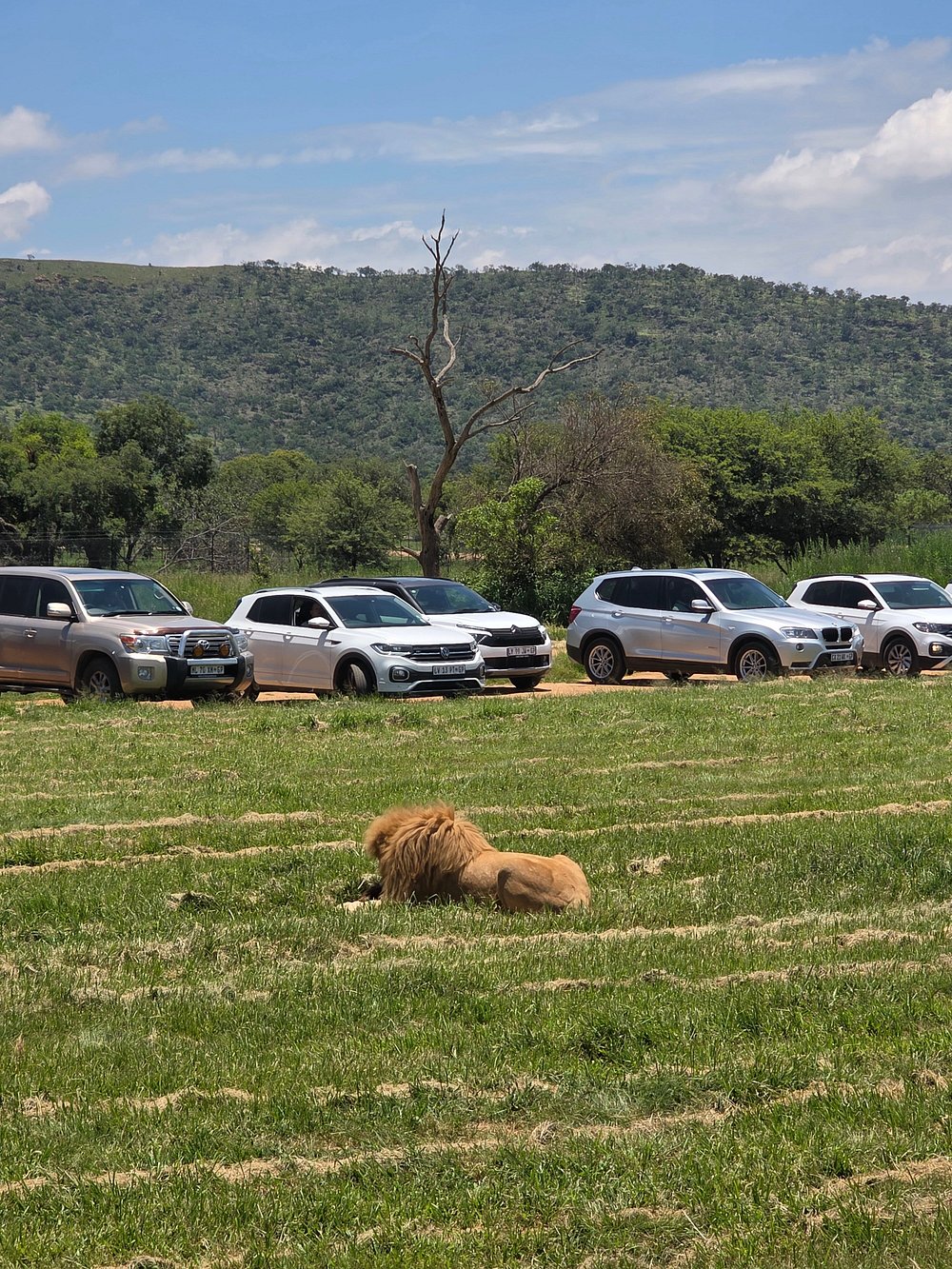 lion & safari park lion & safari park