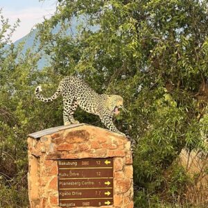 pilanesberg national park safari