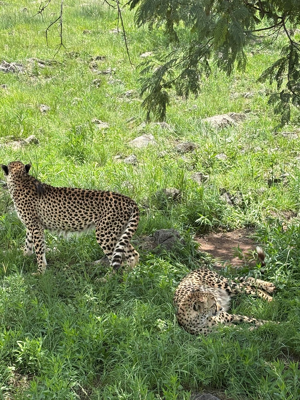 lion & safari park lion & safari park