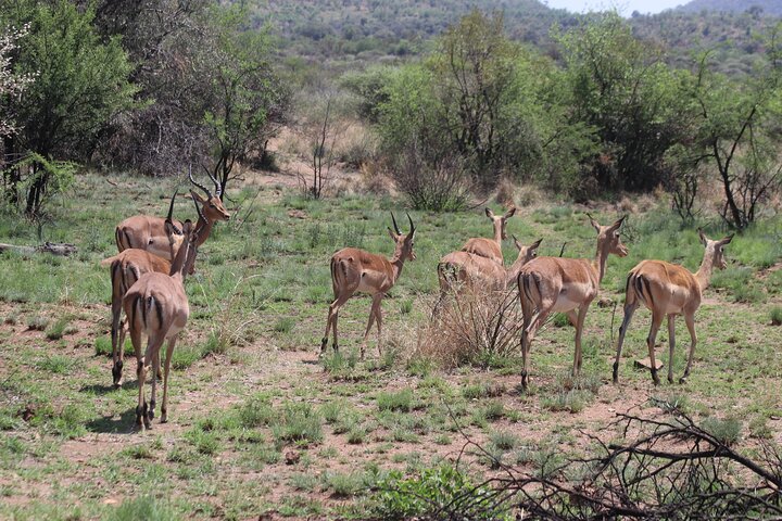 pilanesberg national park safari pilanesberg national park safari