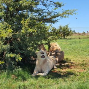 rhino and lion park